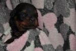 сиреневая сука 25 дней / purple female 25 days old