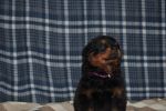 сиреневая сука 39 дней / purple female 39 days old