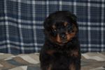 сиреневая сука 39 дней / purple female 39 days old