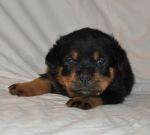 Черный Кумир Раш (30 дней)