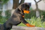 Арманди Голд Один, 3.5 месяца / Armandi Gold Odin, 3.5 months