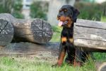 Арманди Голд Один, 3.5 месяца / Armandi Gold Odin, 3.5 months