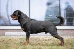 Арманди Голд Оникс, почти 2 года / Armandi Gold Onyx, almost 2 years old